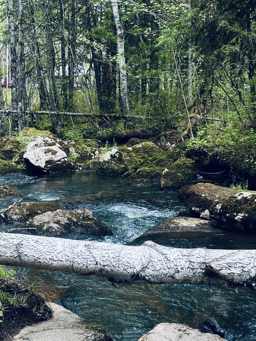 伊春｜🌳小兴安岭的初夏 ˡ̵˖☻˚‧