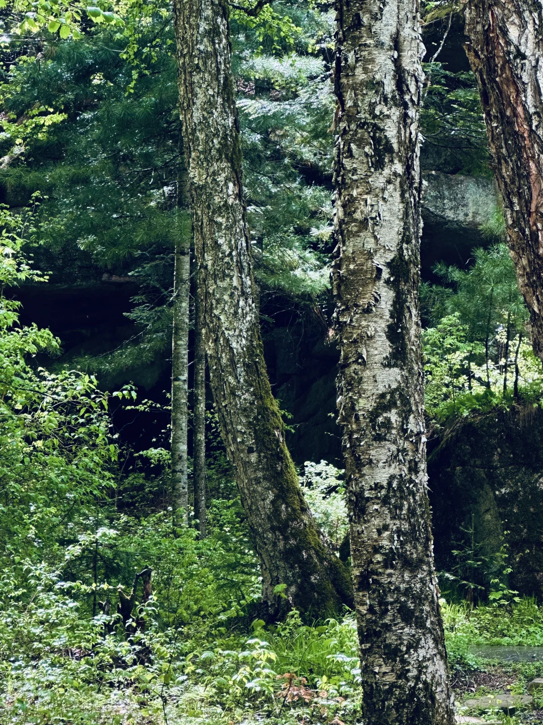 伊春｜🌳小兴安岭的初夏 ˡ̵˖☻˚‧