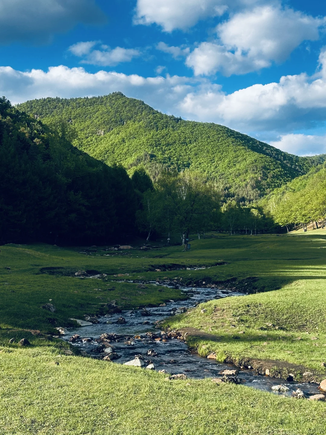 伊春｜🌳小兴安岭的初夏 ˡ̵˖☻˚‧