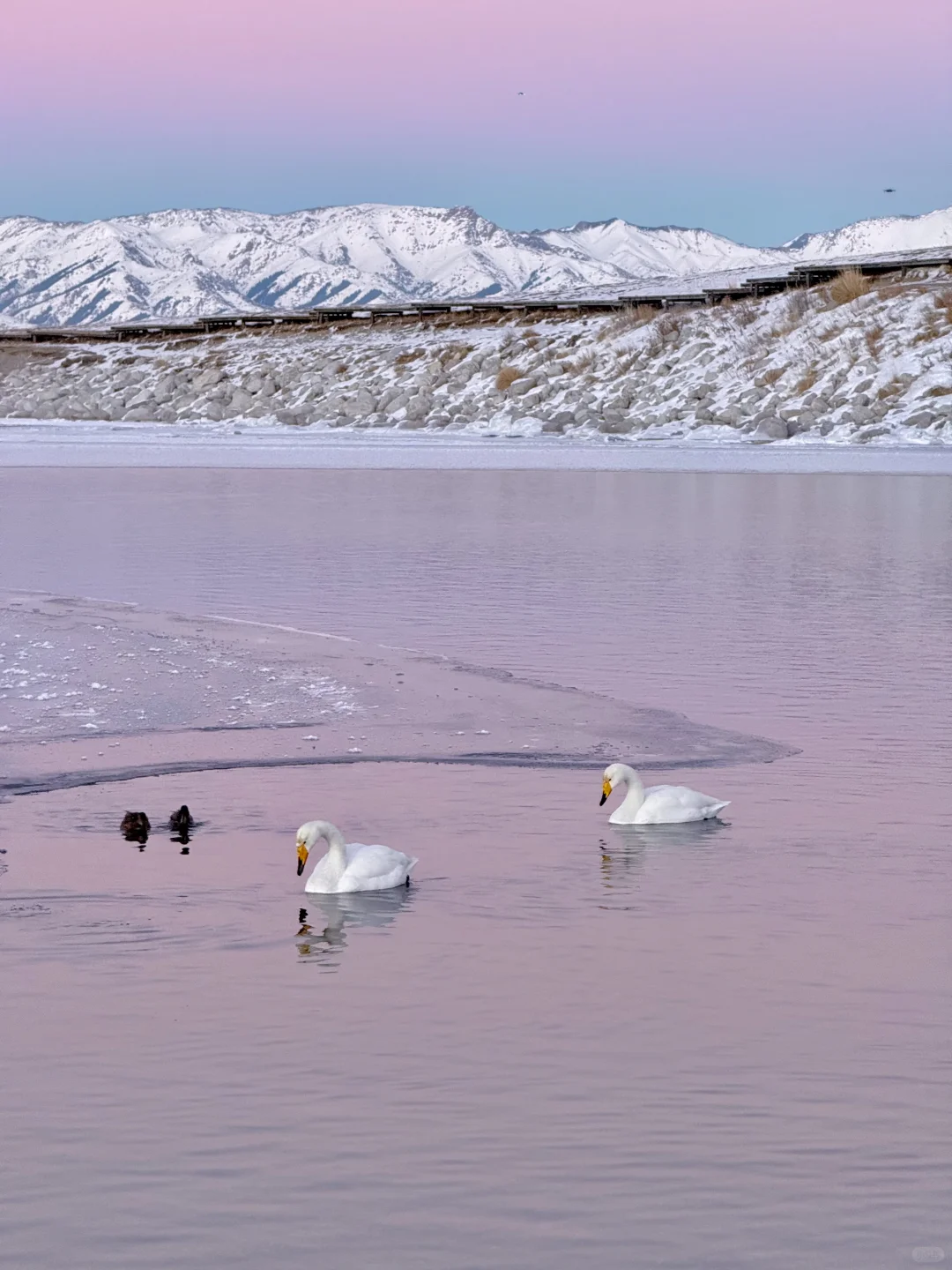 在赛里木湖拍到了我的人生live📷
