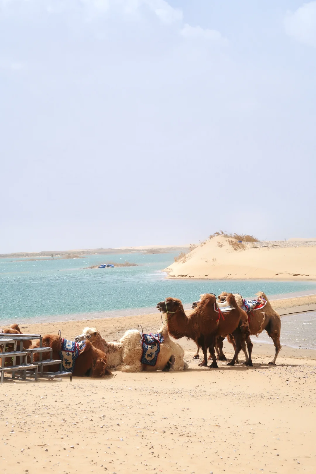 成都🚄出发乌海 | 一半沙漠一半海