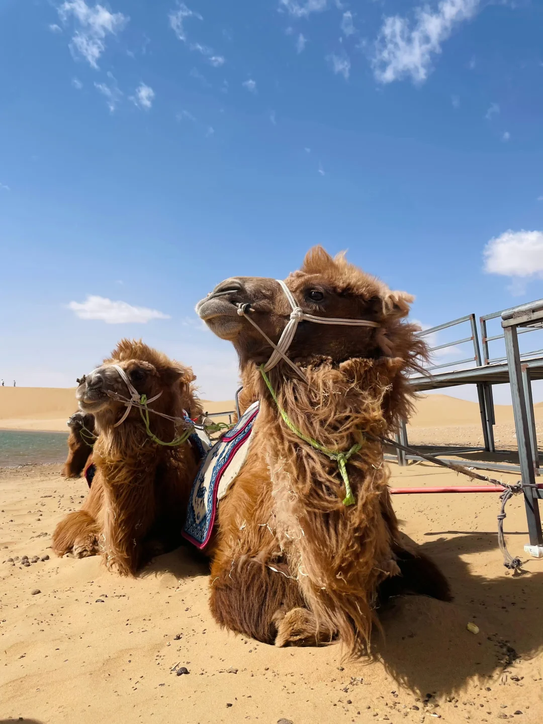 成都🚄出发乌海 | 一半沙漠一半海