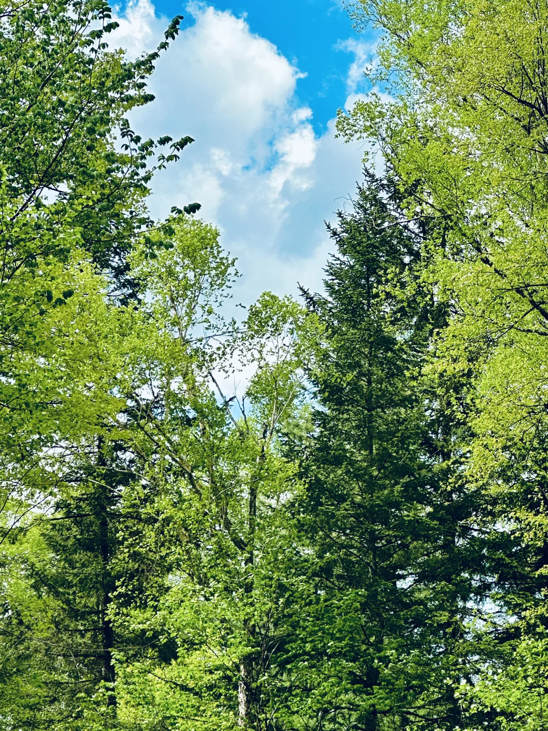 伊春｜🌳小兴安岭的初夏 ˡ̵˖☻˚‧