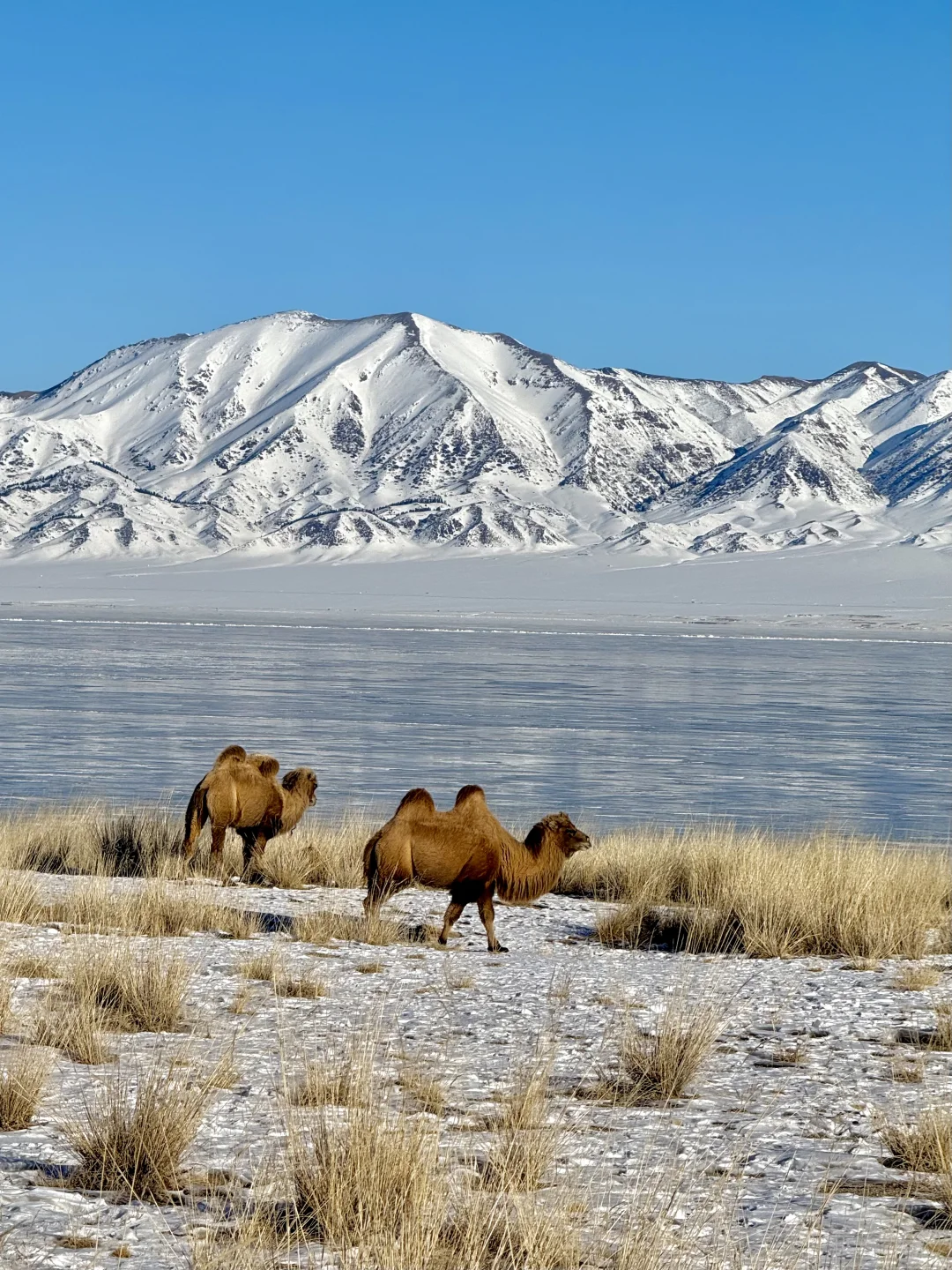 在赛里木湖拍到了我的人生live📷