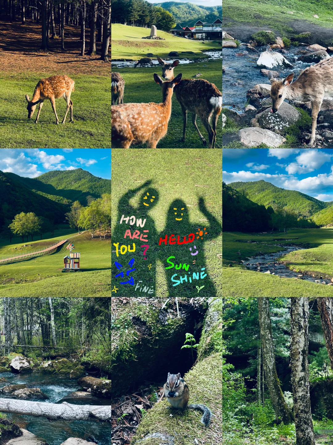 伊春｜🌳小兴安岭的初夏 ˡ̵˖☻˚‧