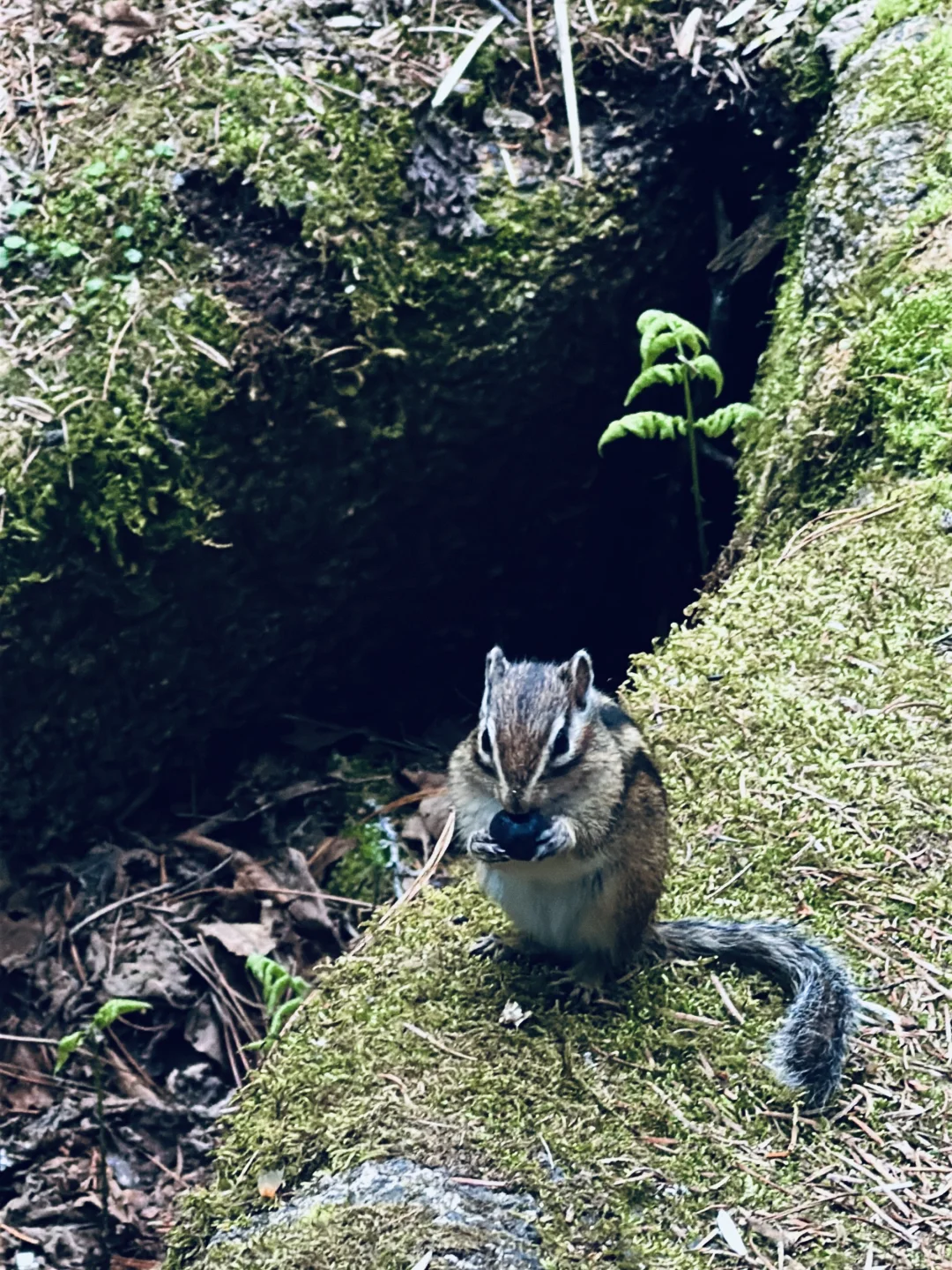 伊春｜🌳小兴安岭的初夏 ˡ̵˖☻˚‧