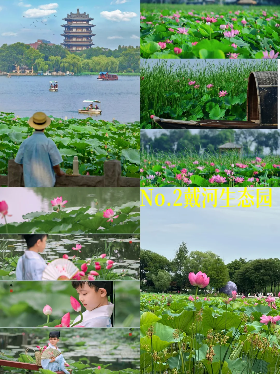 秦皇岛赏荷宝藏地 错过在等一年🪷