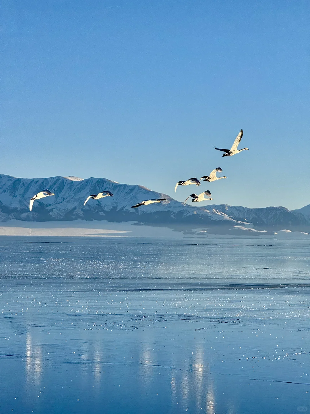 在赛里木湖拍到了我的人生live📷