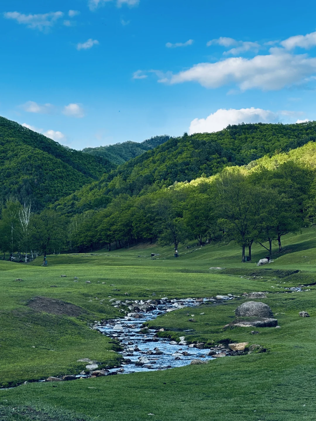伊春｜🌳小兴安岭的初夏 ˡ̵˖☻˚‧