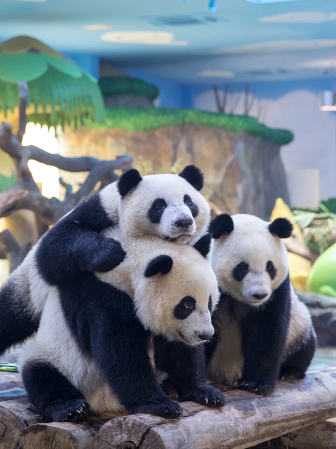 广州长隆刚回来,我的3天2晚行程安排!