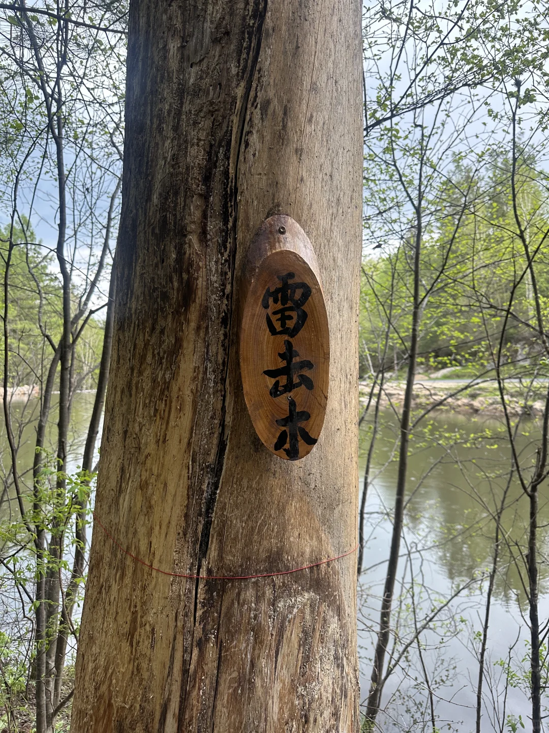 伊春｜🌳小兴安岭的初夏 ˡ̵˖☻˚‧