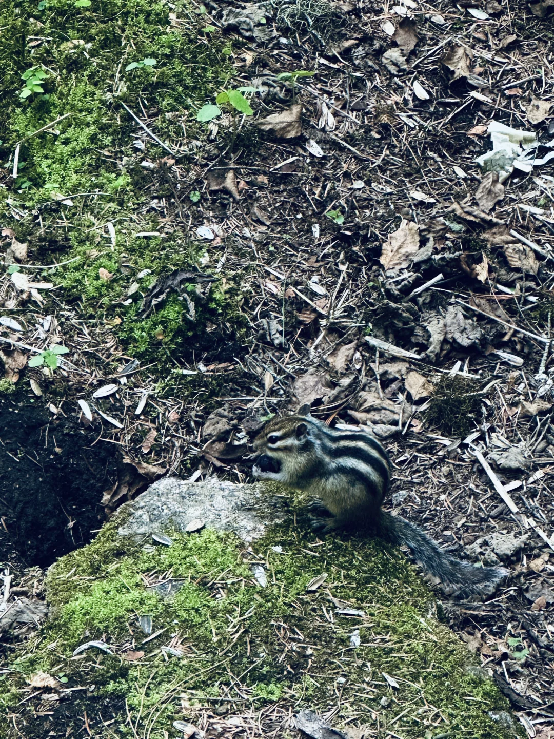 伊春｜🌳小兴安岭的初夏 ˡ̵˖☻˚‧