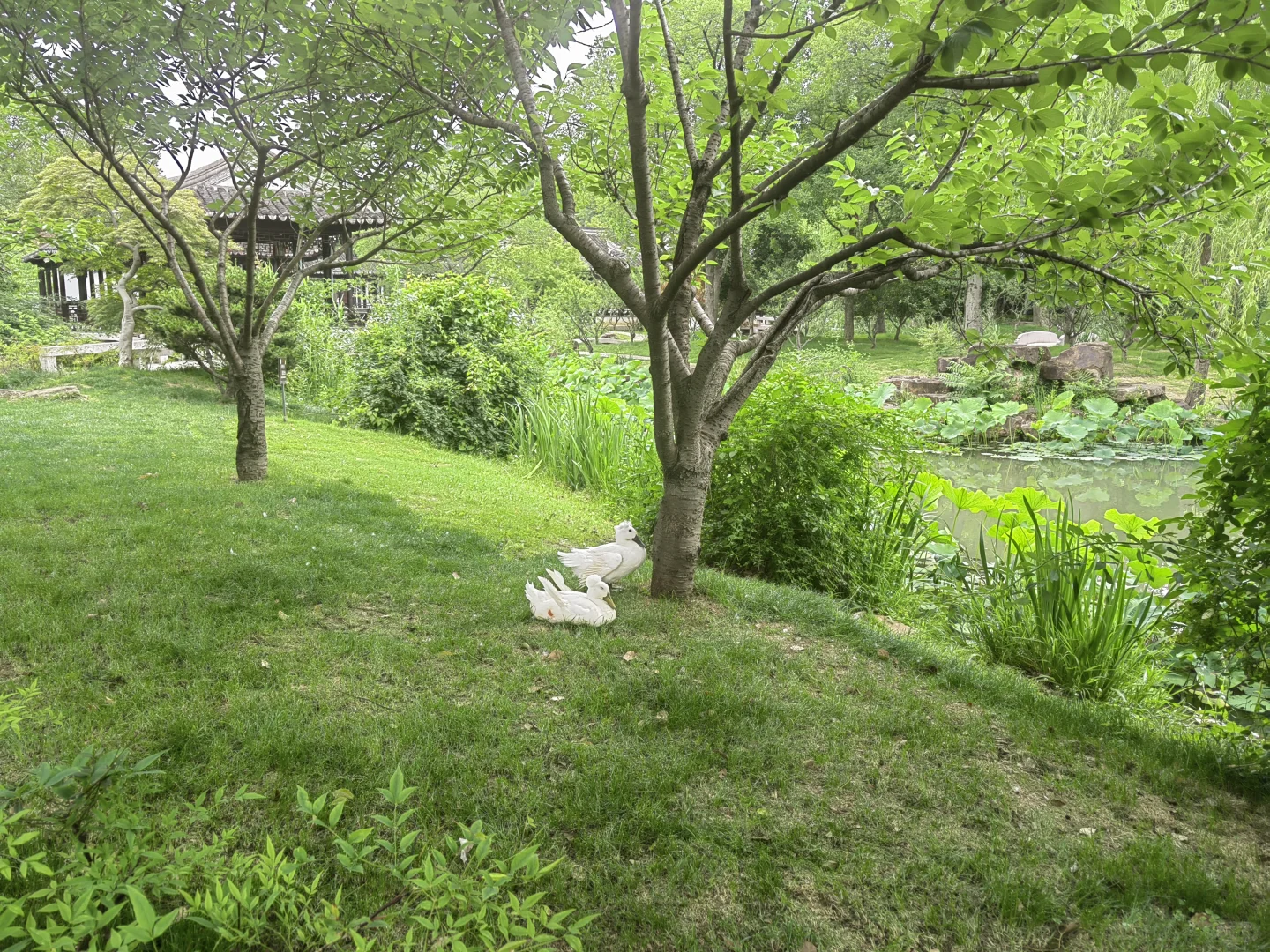 去苏州旅游,结果在景区里睡着