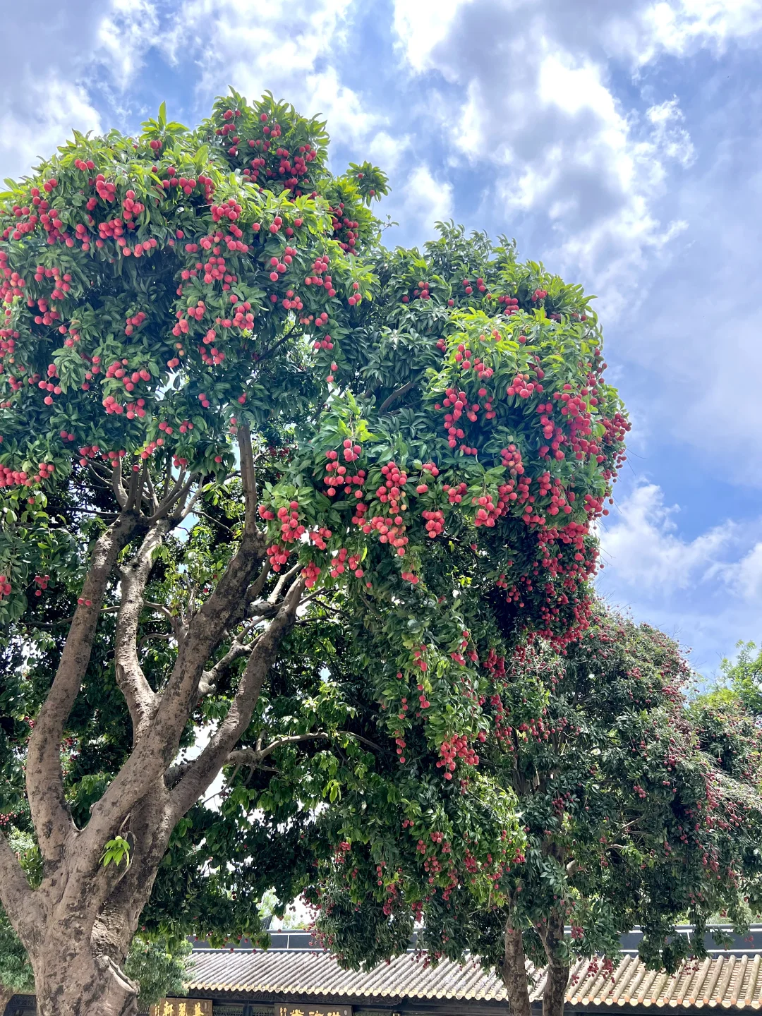 我愿称之为广东园林天花板！🌳🌳