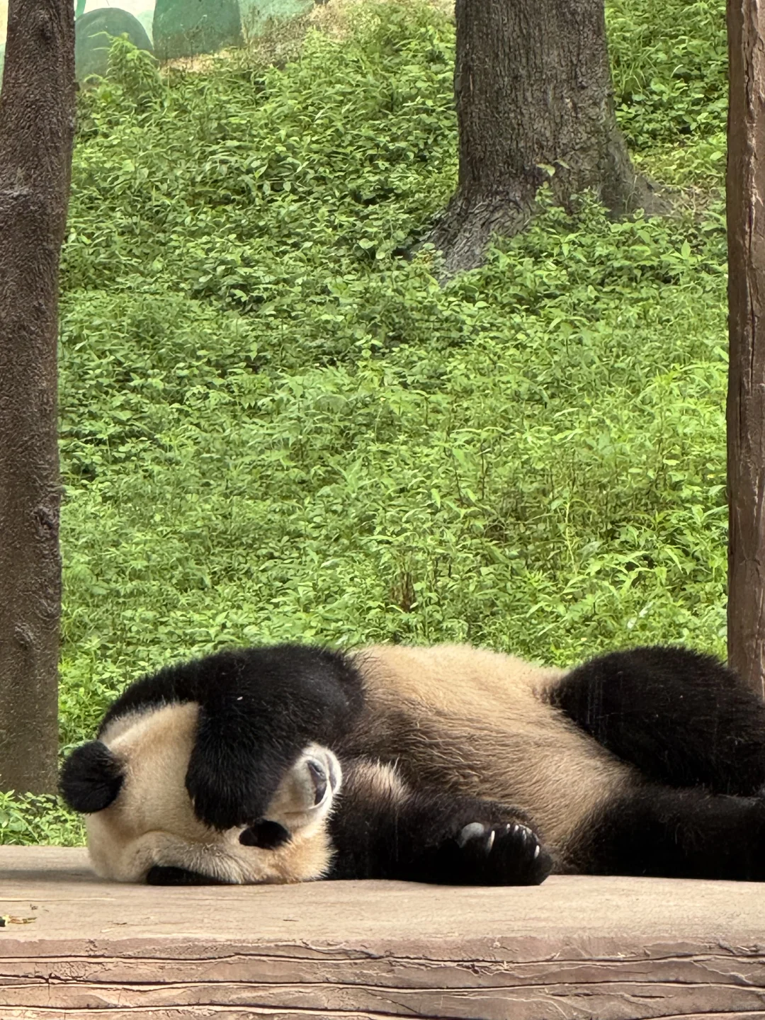 碧峰峡必拿奖牌攻略，🐼太乖了