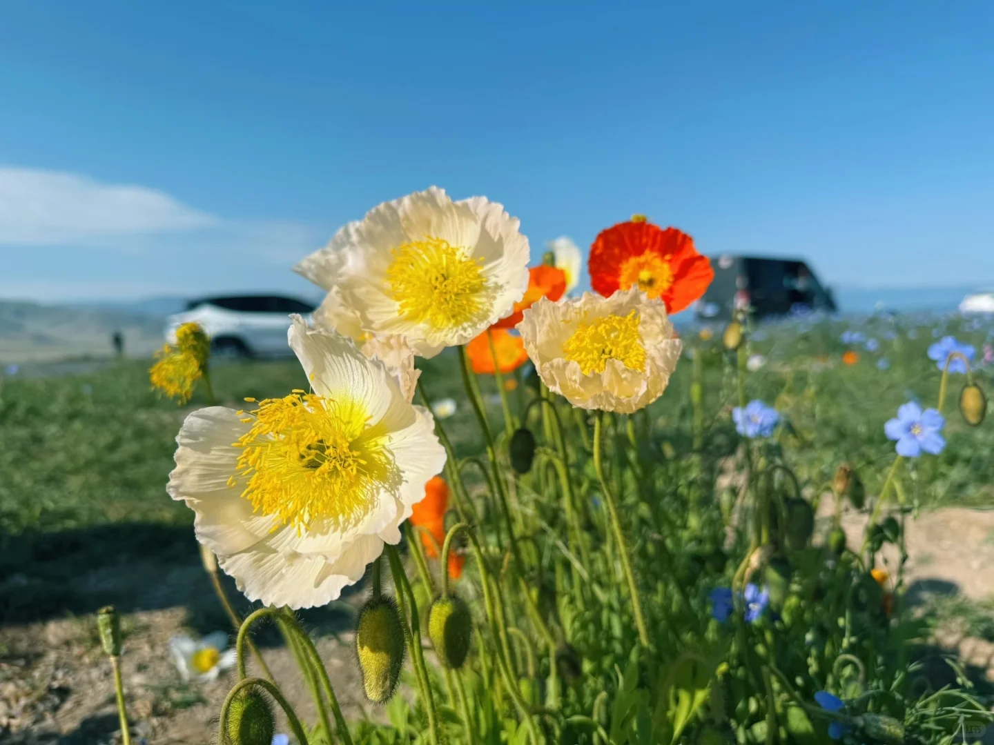 新疆自驾日记|第七站