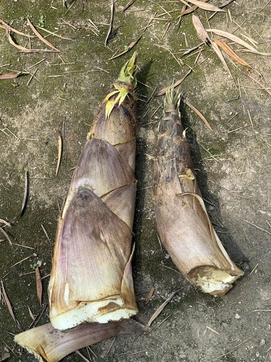 永福！这个地方也太……