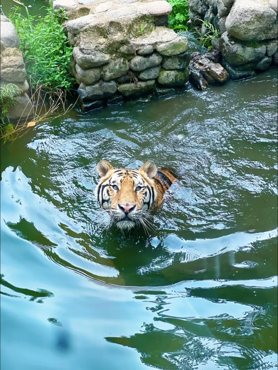 安吉百草园亲测攻略✅这些细节别错过！