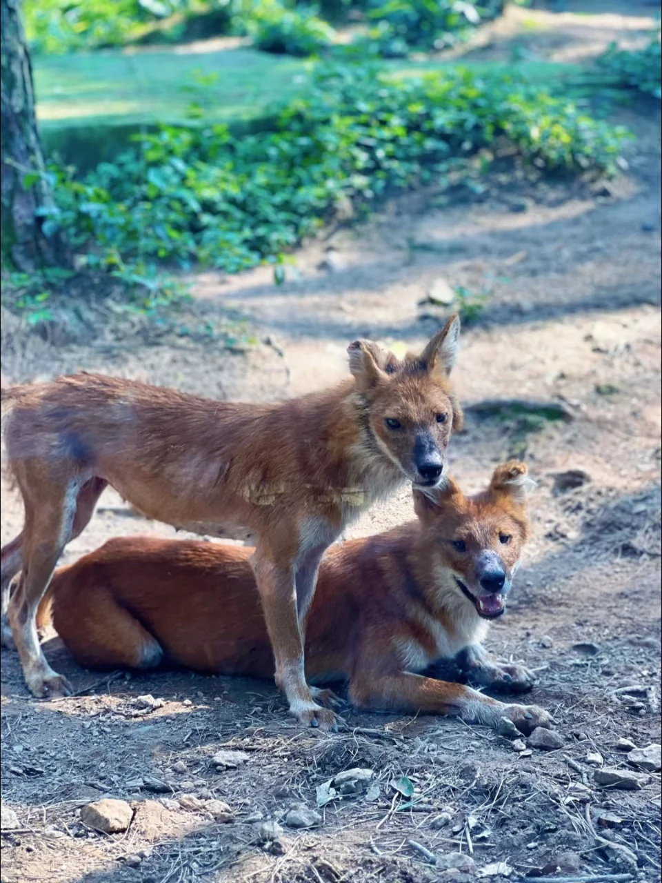 安吉百草园亲测攻略✅这些细节别错过！