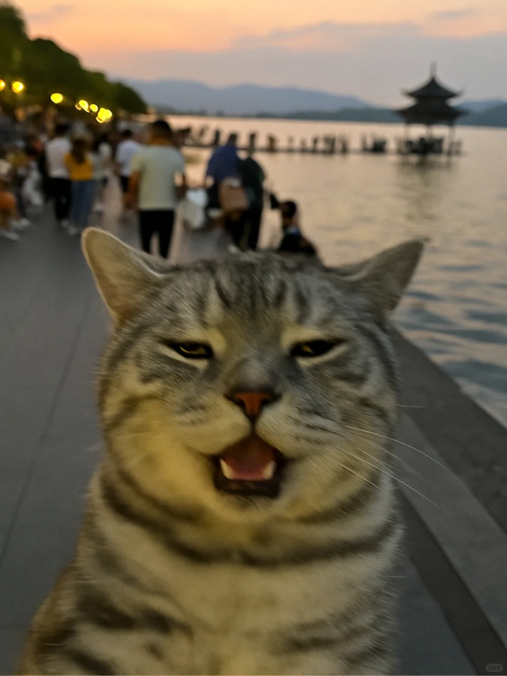 我家小猫也旅游啦！拖延症患者才发照片！