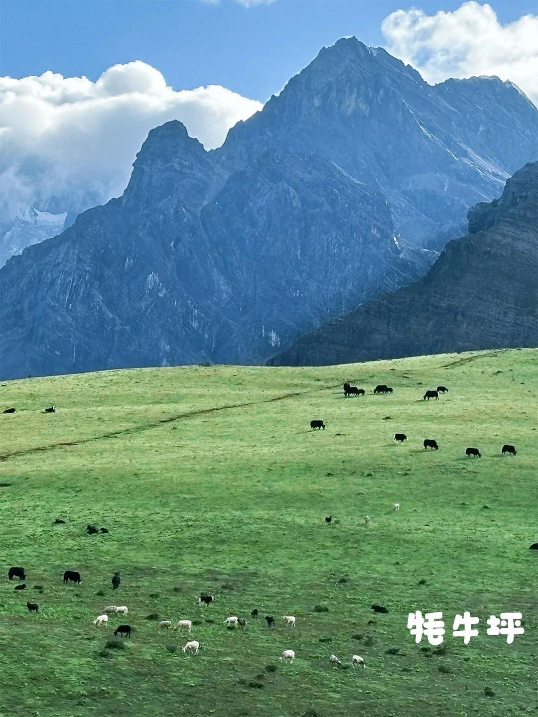 八人小团！人均268起✅打卡玉龙雪山✨