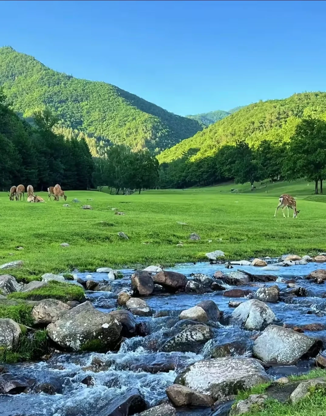 东北老妹30年生活经验倾情分享伊春攻略！