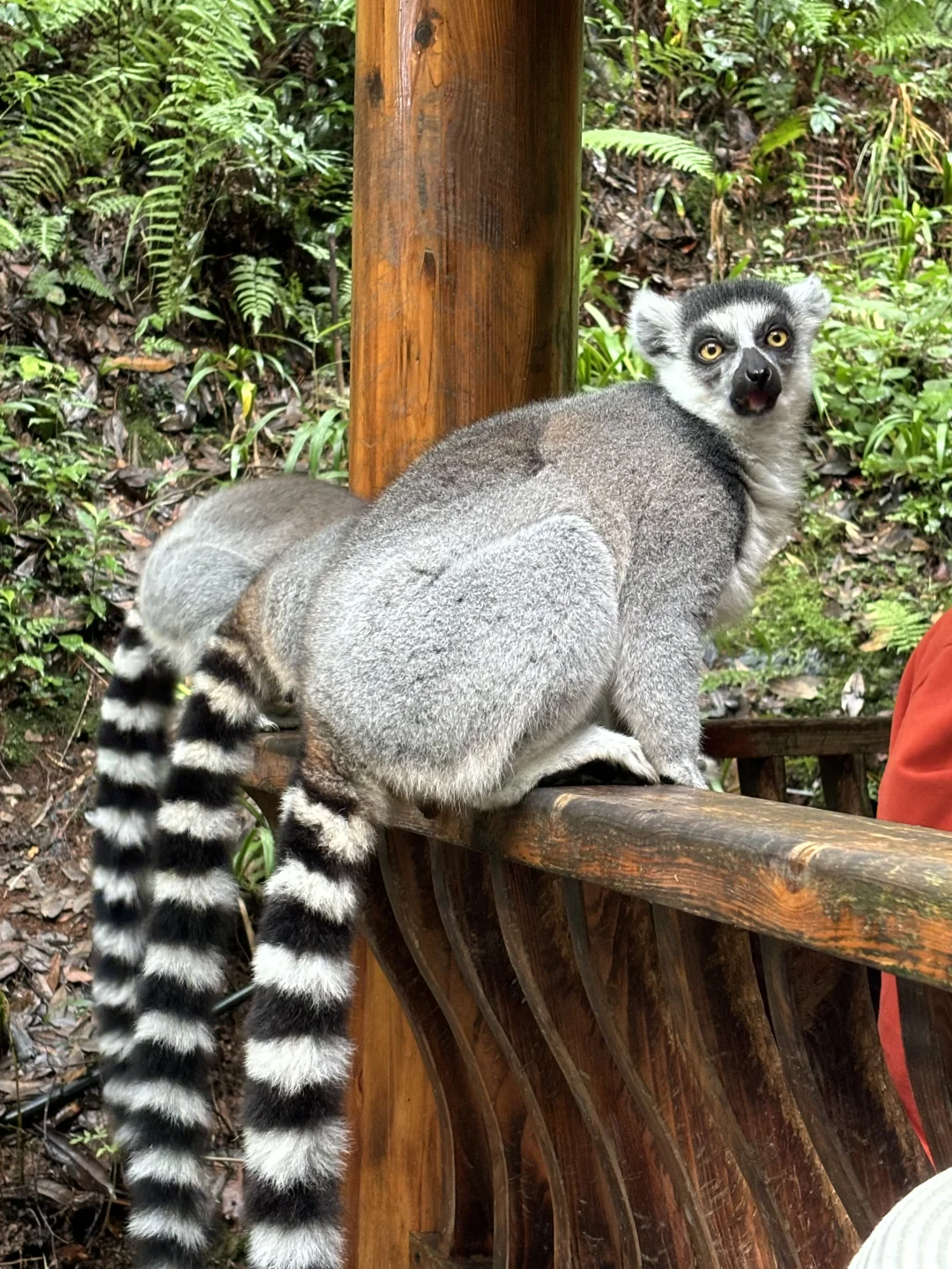 碧峰峡必拿奖牌攻略，🐼太乖了