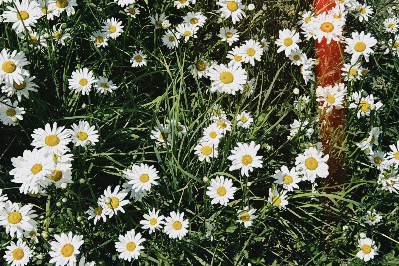 新疆自驾日记|第七站