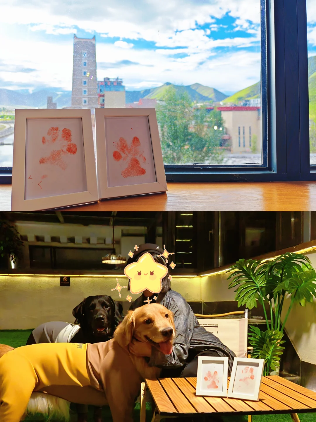 狗在川西也会高反吗？