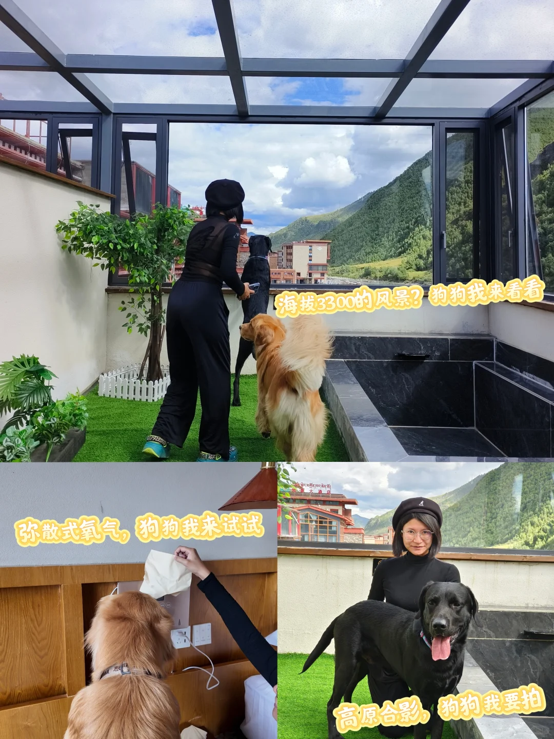 狗在川西也会高反吗？