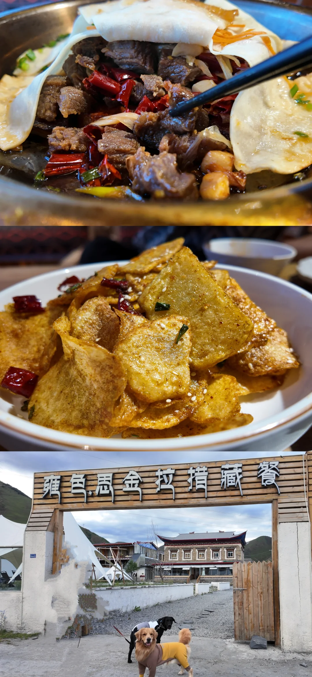 狗在川西也会高反吗？