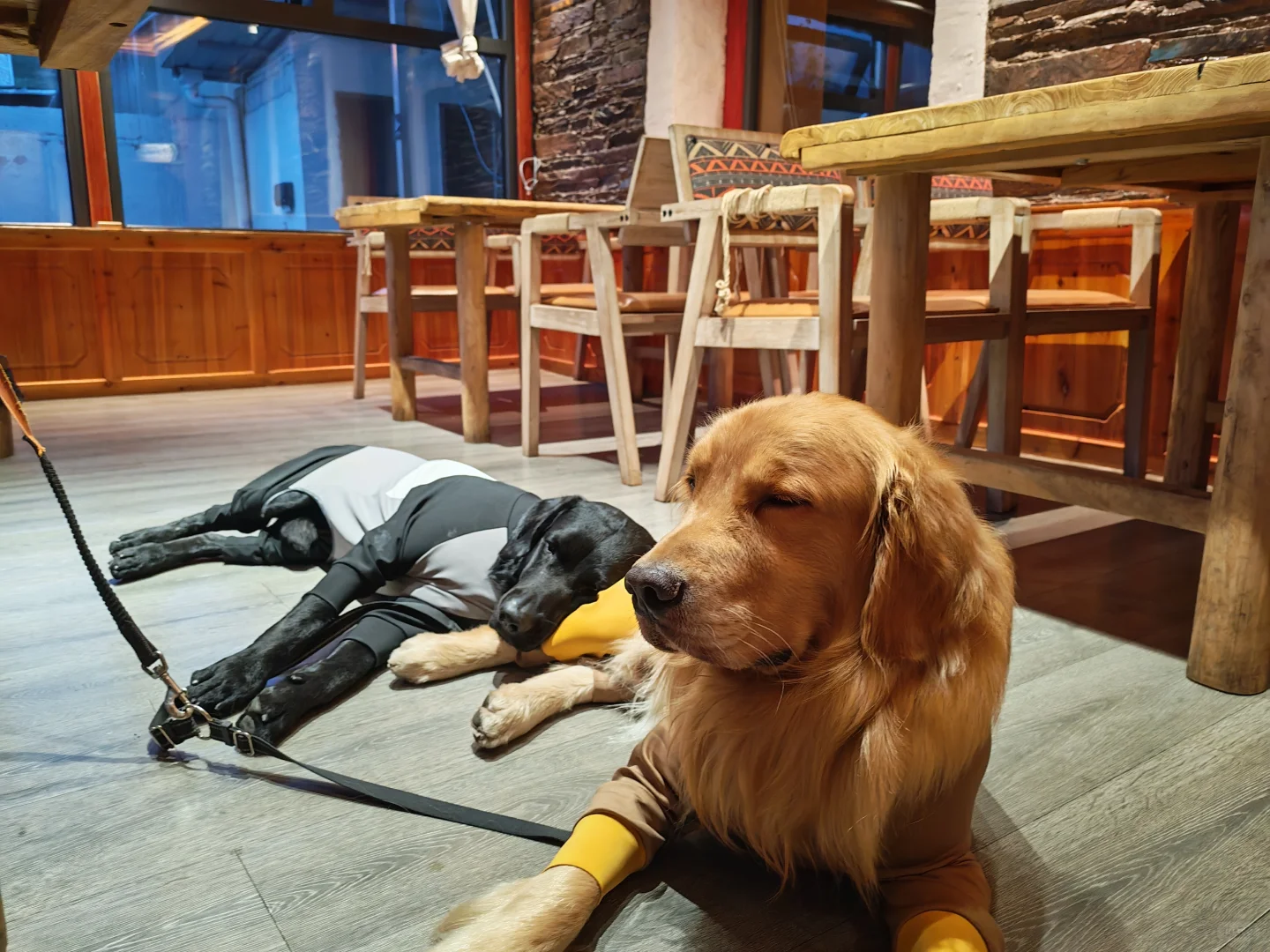 狗在川西也会高反吗？