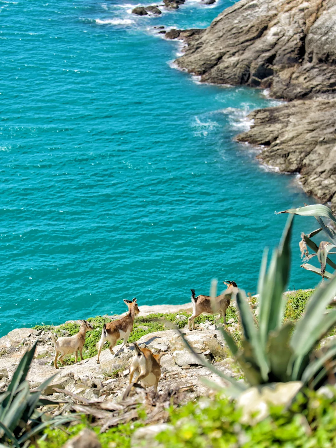 我宣布‼️国内最小众的避世海岛出现了……