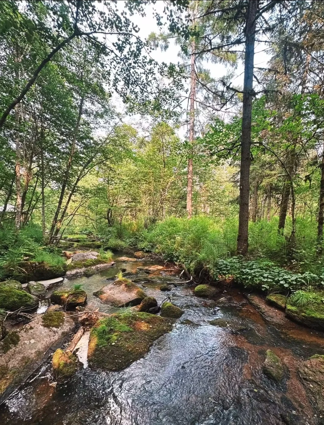 东北老妹30年生活经验倾情分享伊春攻略！