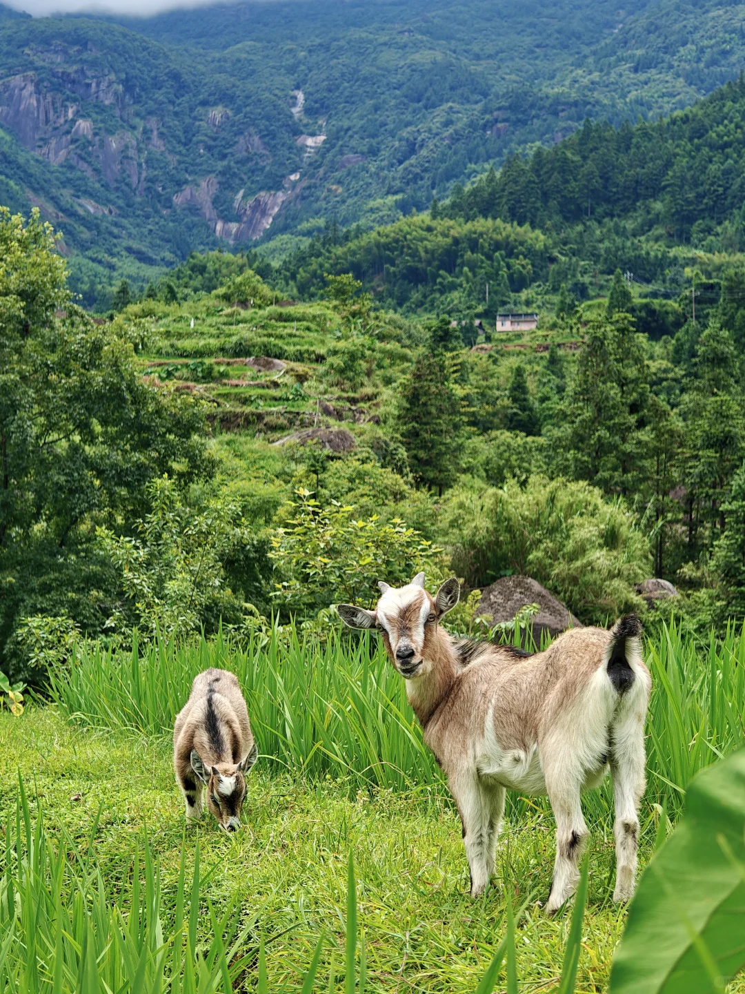 融水藏在山里的世外桃源，太美了！