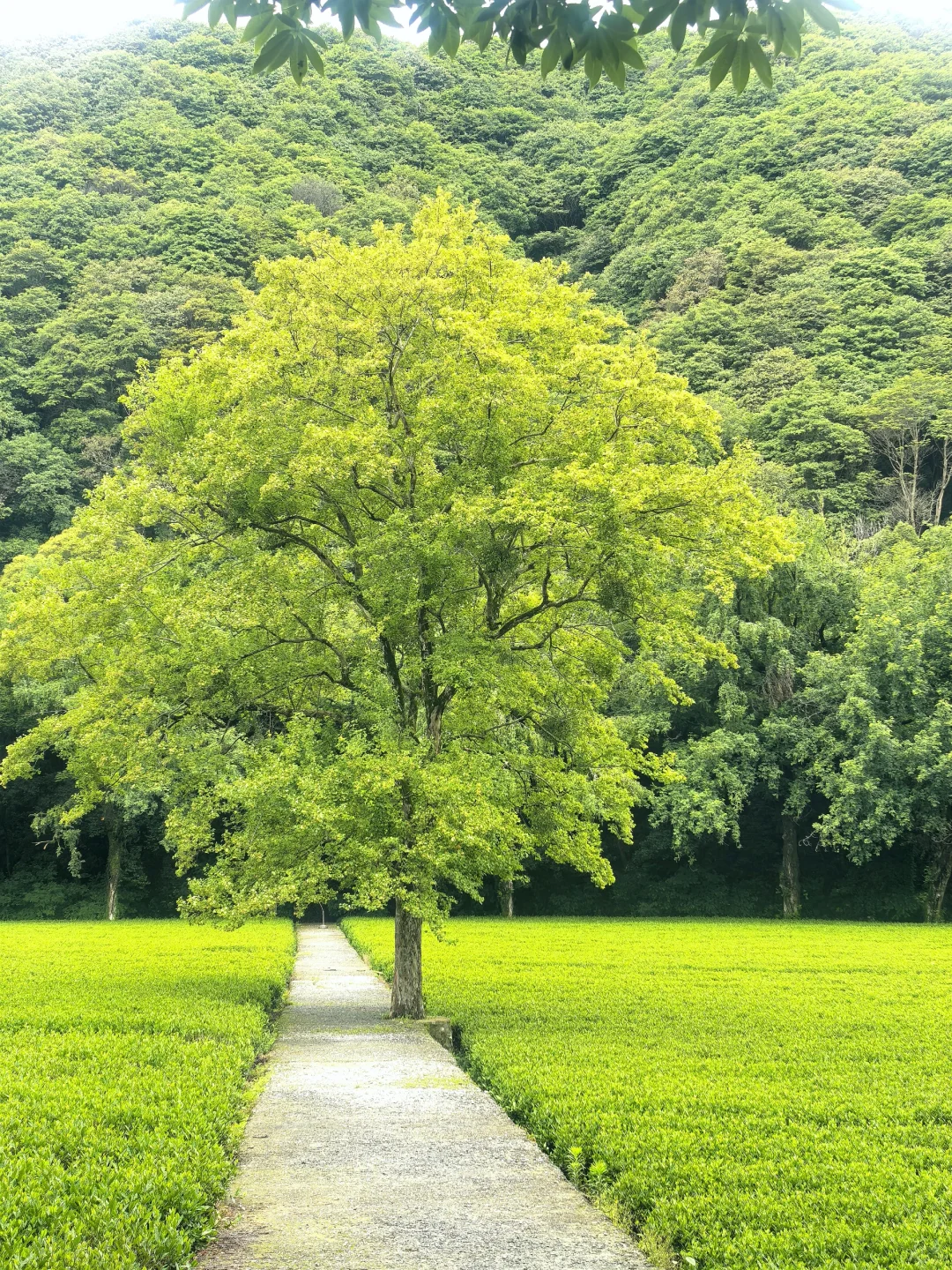 去杭州一定要去的小众景点！