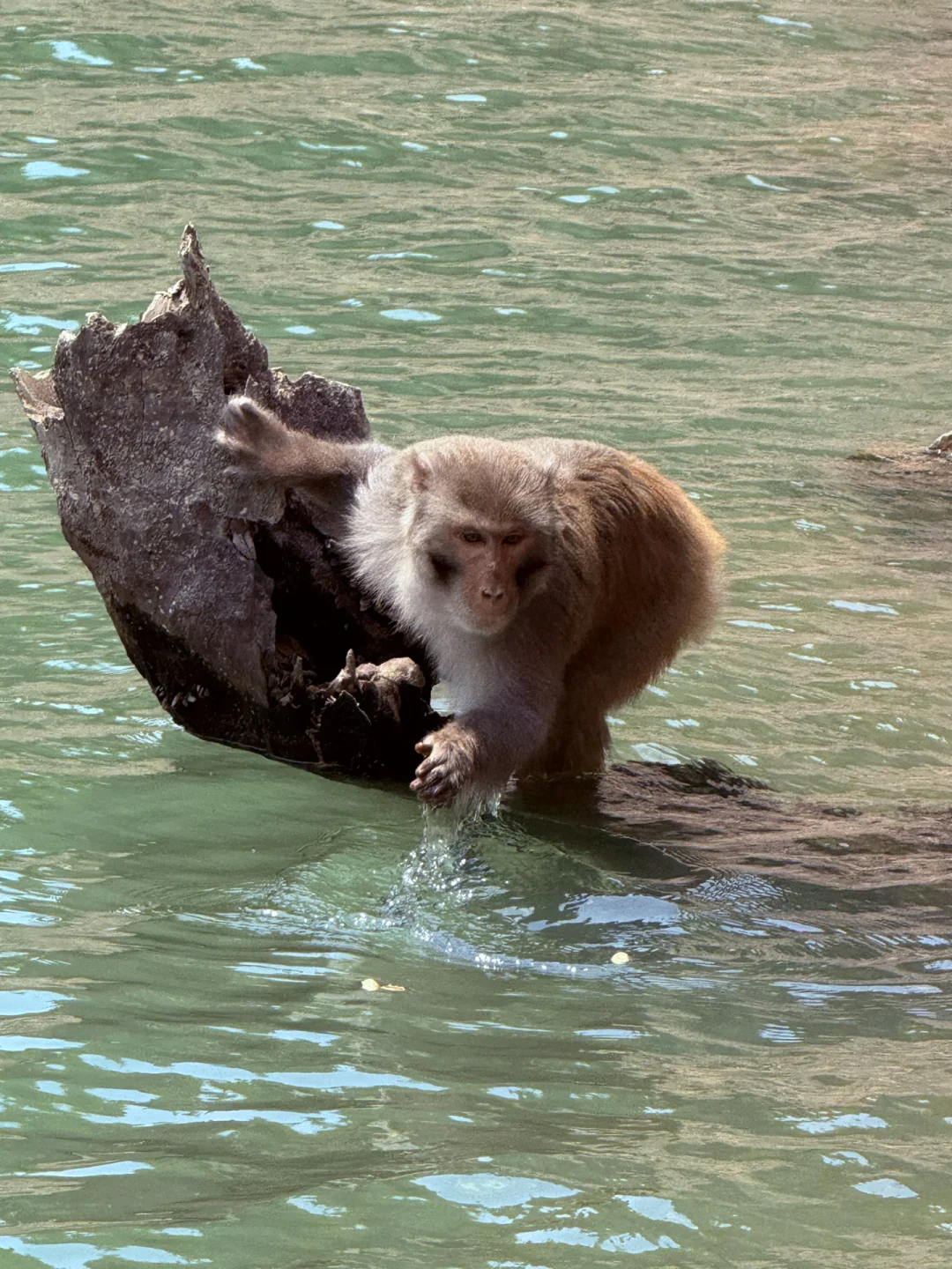 永福！这个地方也太……