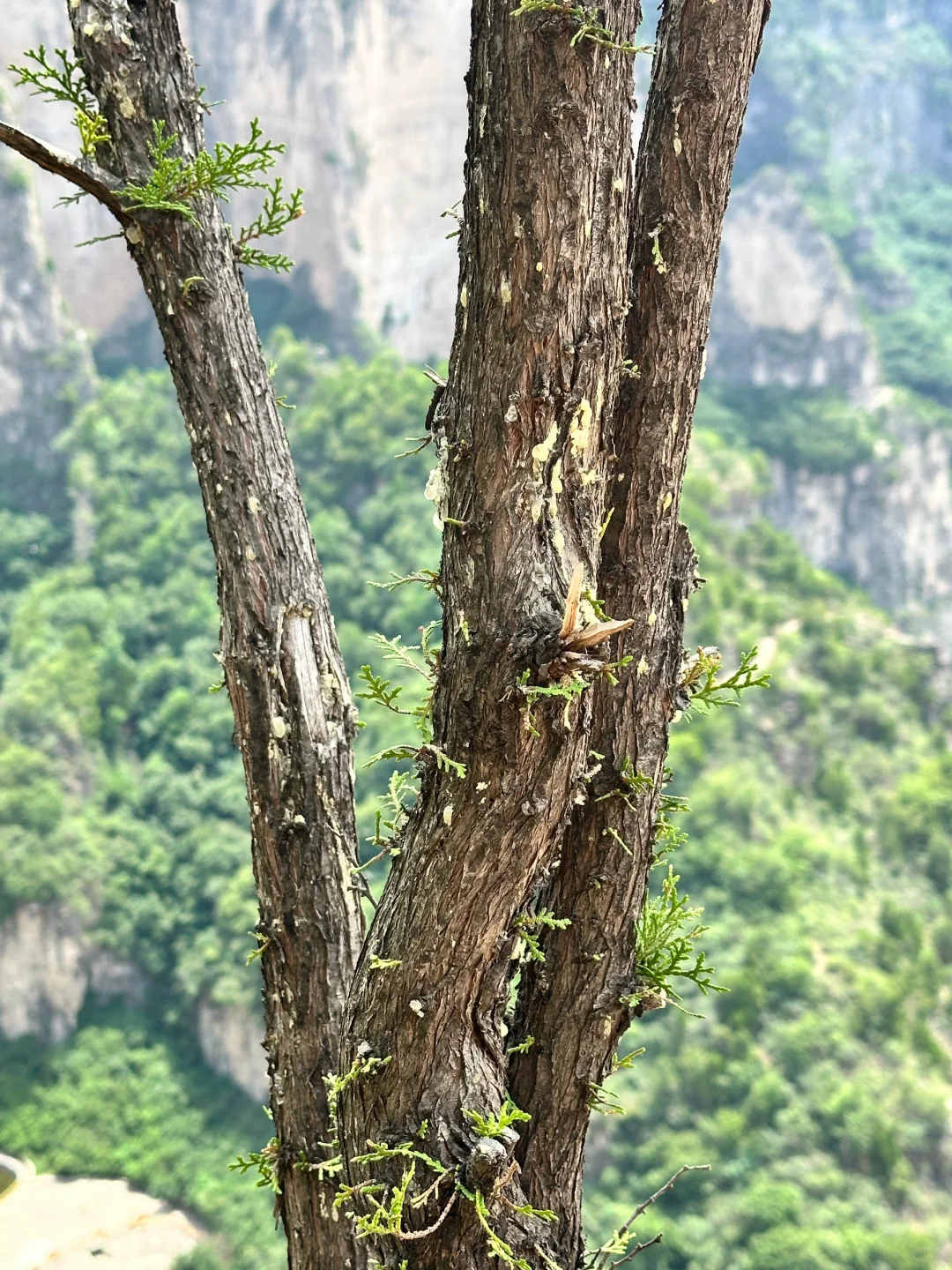 『毕业旅行之山西』 第三站 八泉峡⛰️