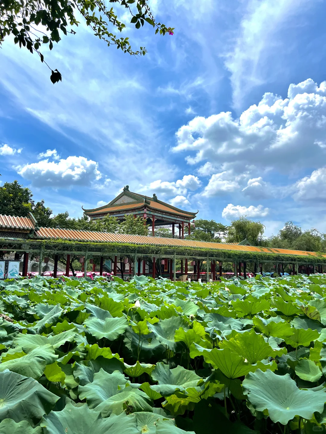 我愿称之为广东园林天花板！🌳🌳