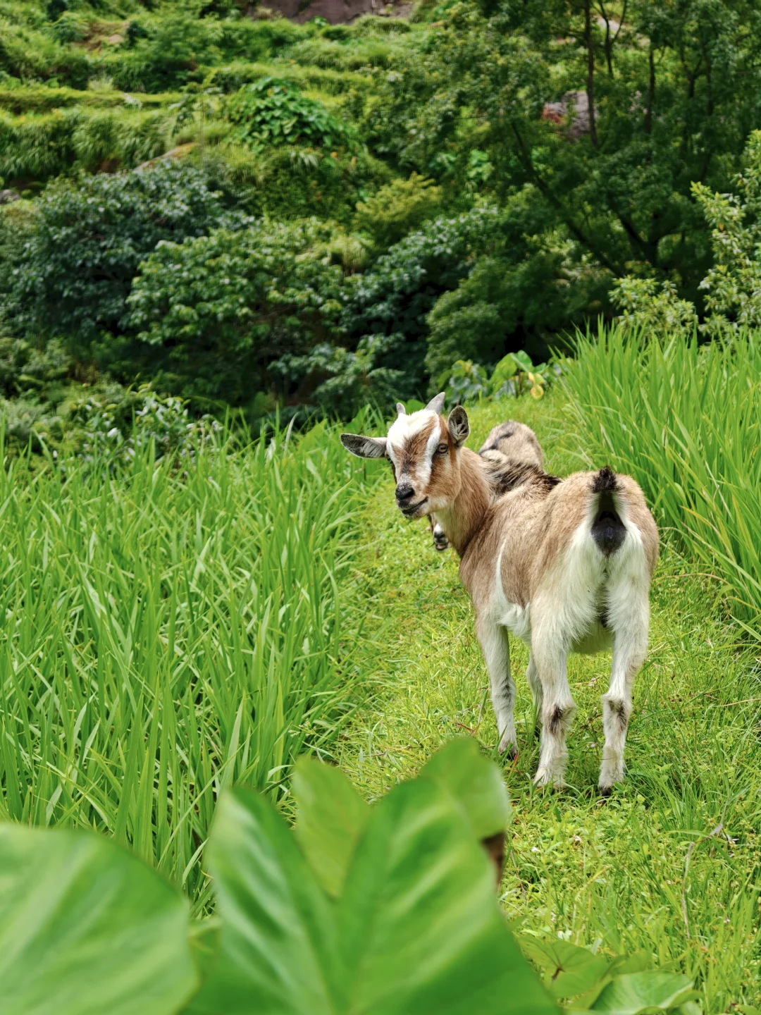 融水藏在山里的世外桃源，太美了！