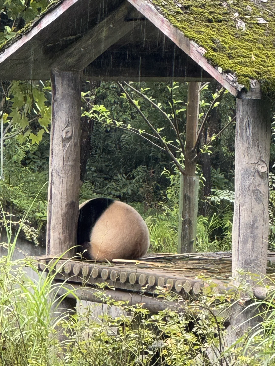 碧峰峡必拿奖牌攻略，🐼太乖了