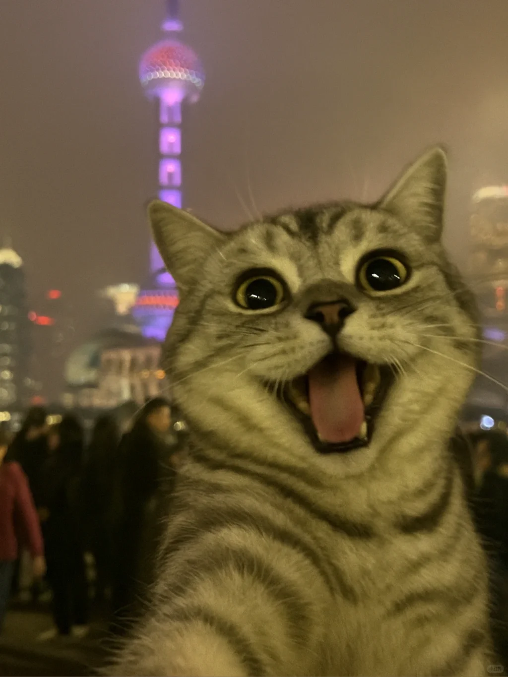 我家小猫也旅游啦！拖延症患者才发照片！