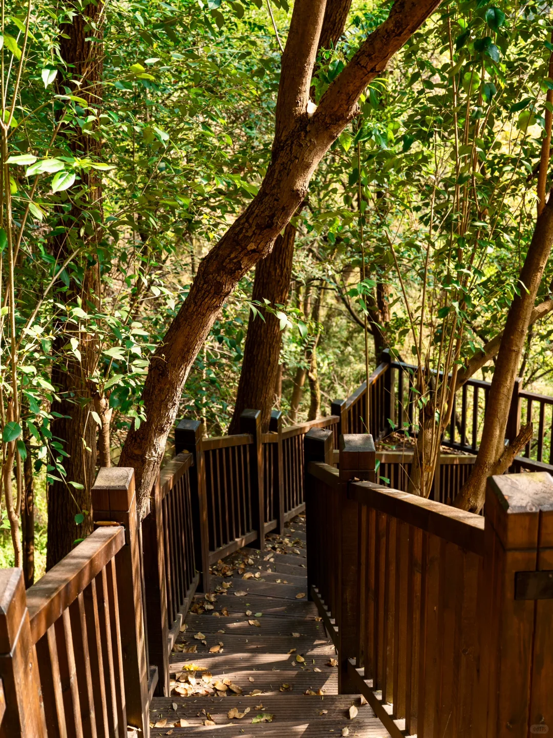 愿每个来重庆的朋友,都能刷到这篇游玩攻略