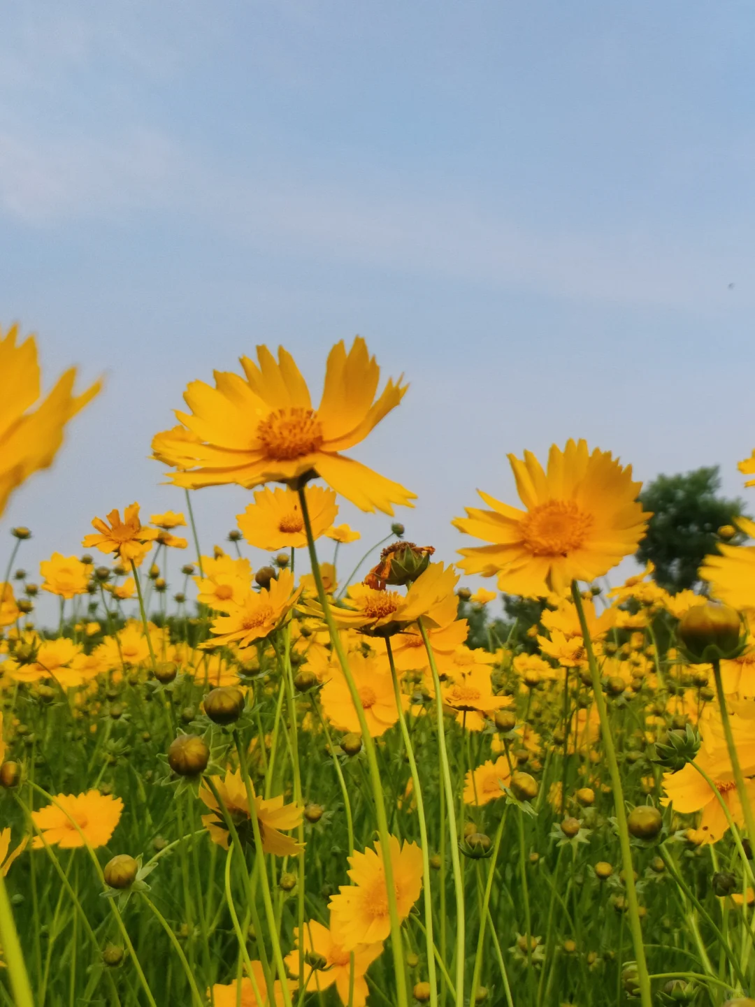滹沱河花海（附导航位置）