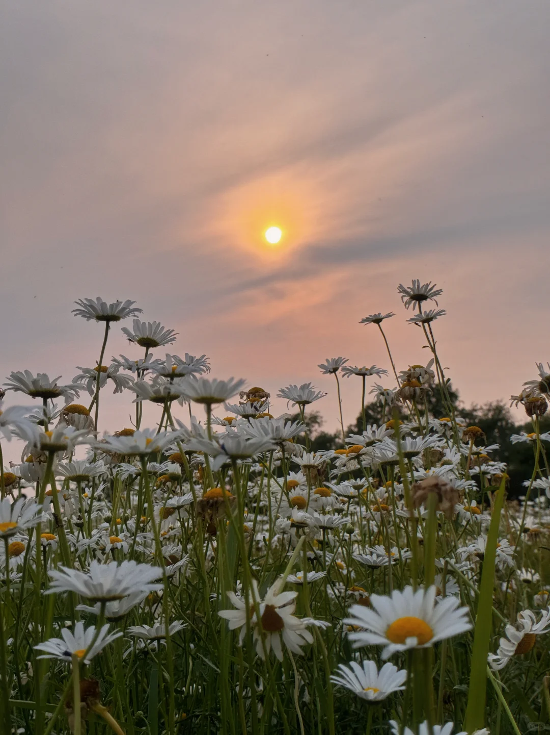 滹沱河花海（附导航位置）