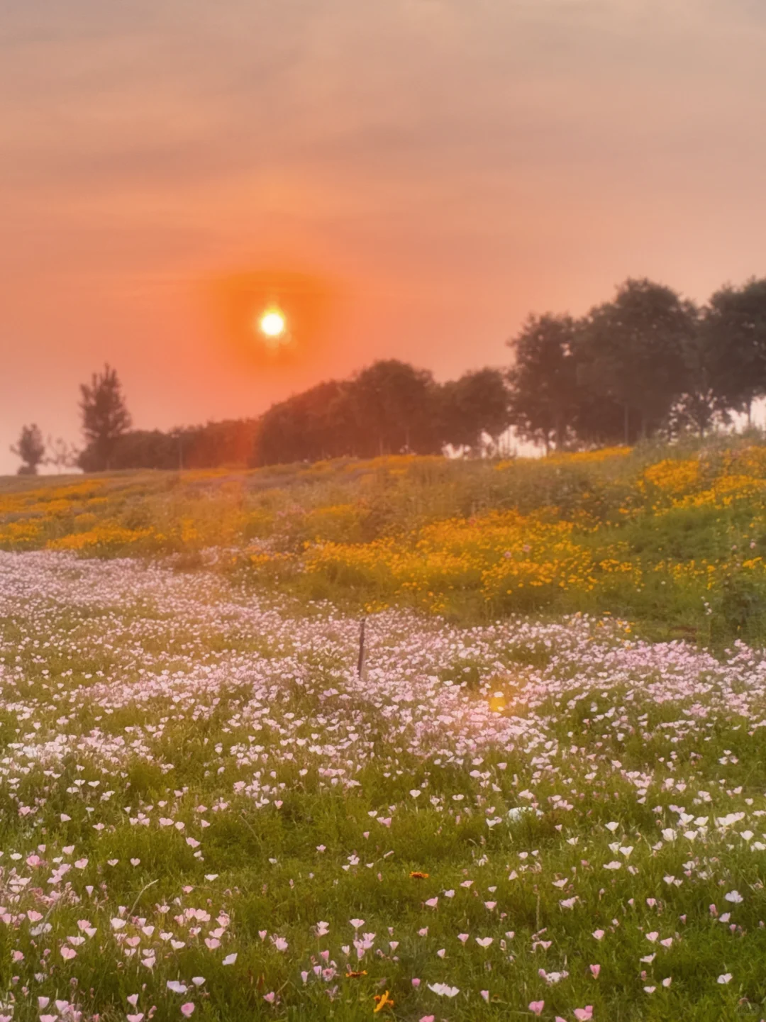 滹沱河花海（附导航位置）