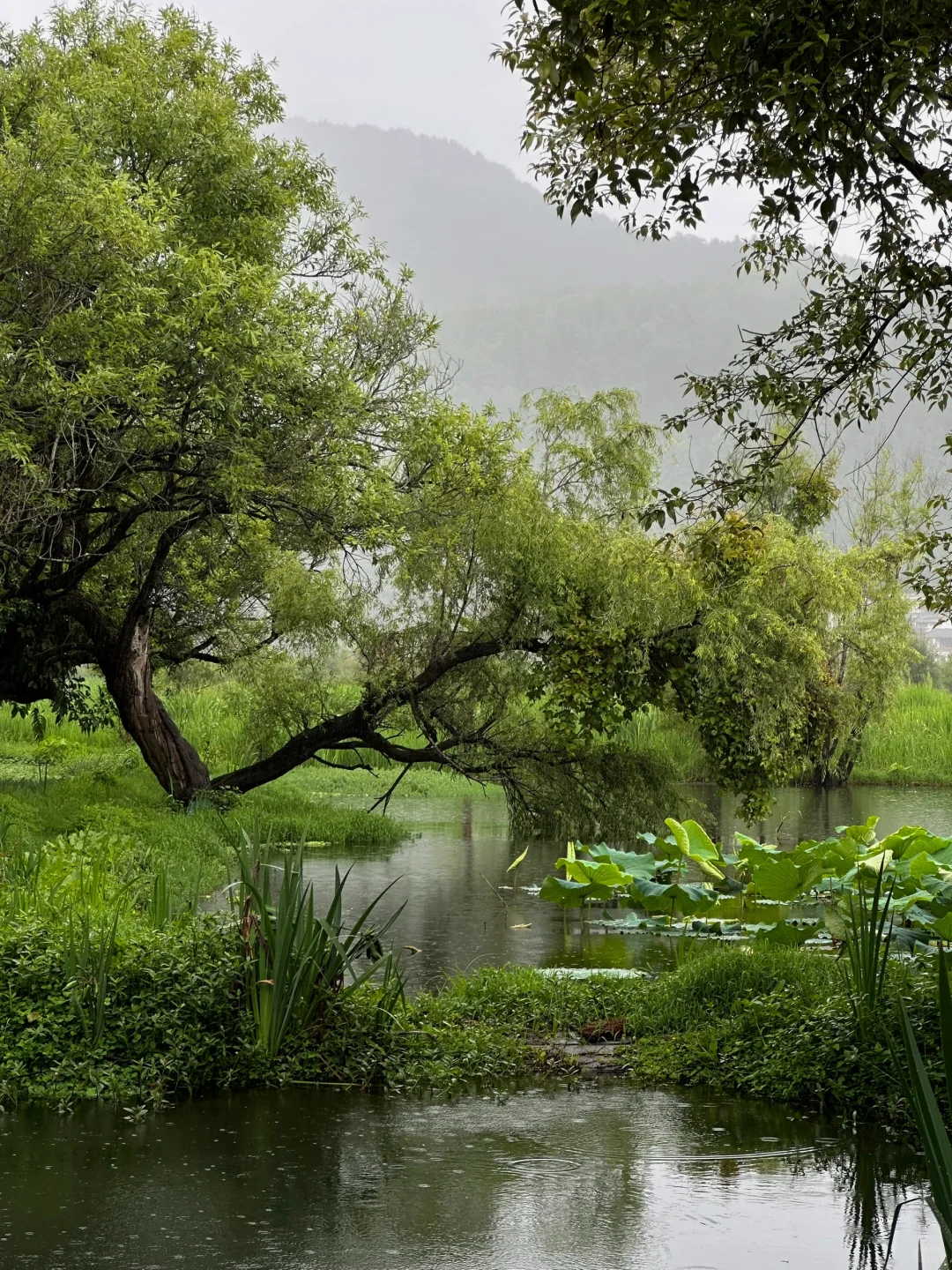 这么久了，还是觉得腾冲和顺古镇无法超越🍃