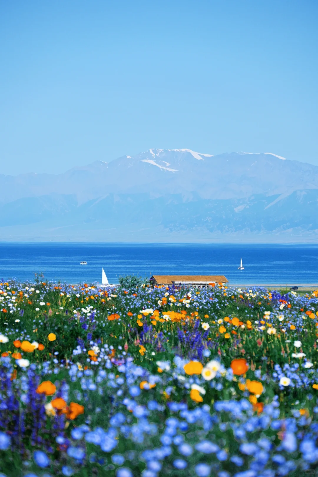 生命的原点——赛里木湖