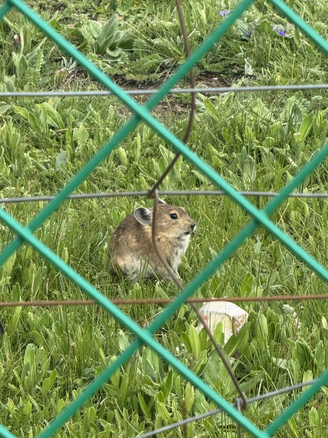 被景区旱厕吓晕