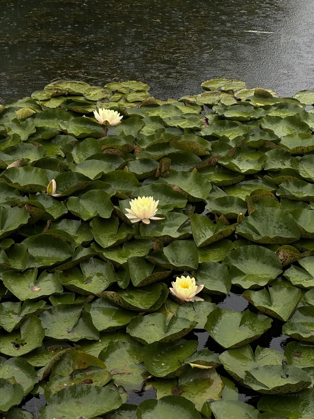 这么久了，还是觉得腾冲和顺古镇无法超越🍃